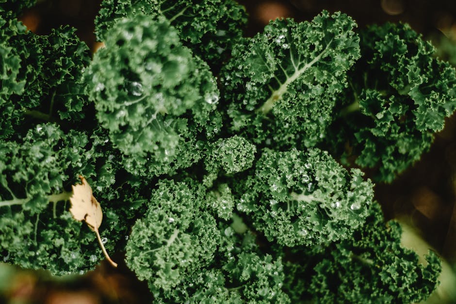 Kaempferol-Rich Foods: Why Capers and Kale Top the USDA FDC Flavonoid Data (2026)