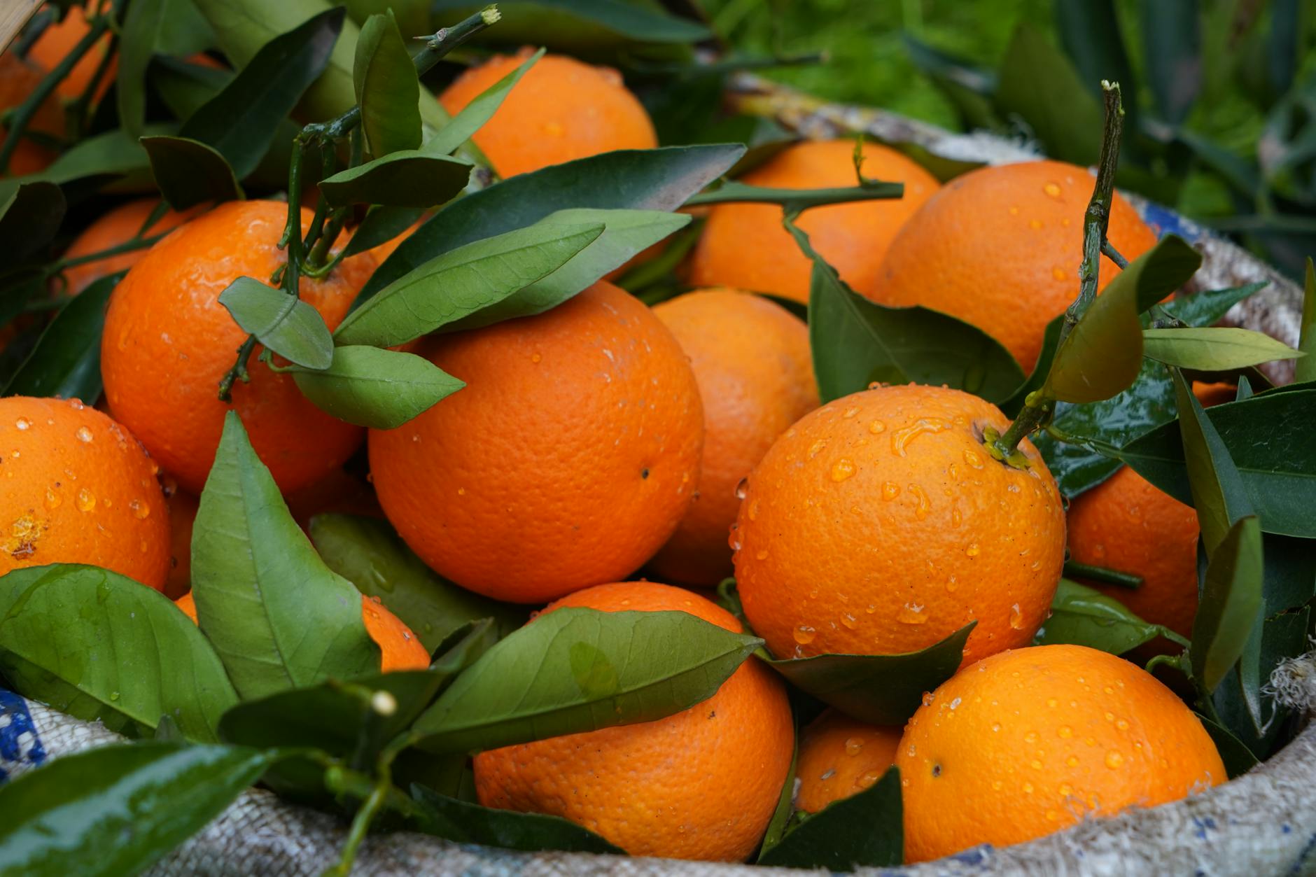Vitamin C Foods Beyond Oranges: USDA FoodData Central Data (2026)